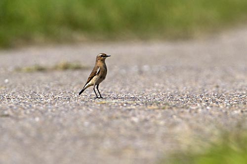 Foto van een Tapuit bij Inlaag 2005