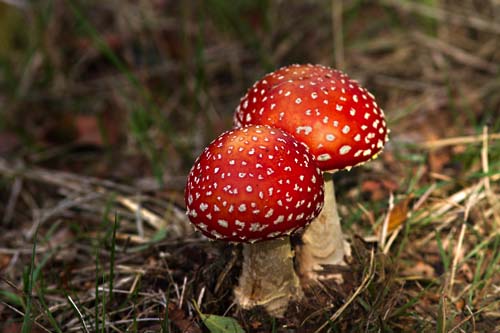 Foto van Vliegenzwammen, Nationaal Park de Groote Peel