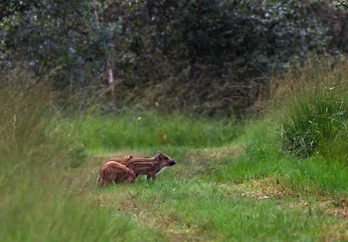 Foto van Wilde Zwijnen, Nationaal Park de Groote Peel