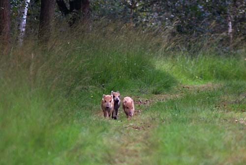 Wilde Zwijnen, Nationaal Park de Groote Peel
