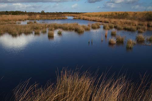 Foto van de Engbertsdijksvenen, Twente