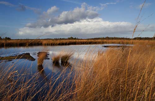 Foto van de Engbertsdijksvenen, Twente