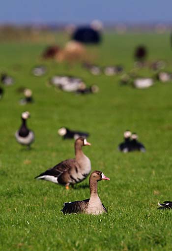 Foto van Kolganzen en Brandganzen, Workumerwaard