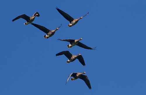 Foto van Kolganzen boven de Workumerwaard