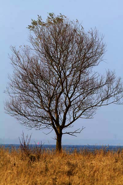 Foto van een boom aan het Volkerak