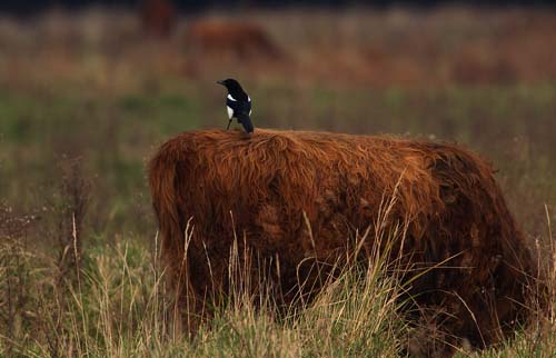Foto van een Ekster op de rug van een Schotse Hooglander