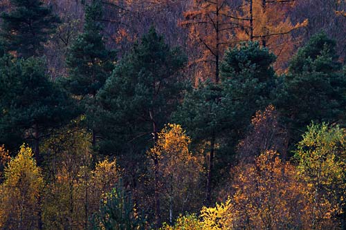 Foto van herfstkleuren op de Veluwe