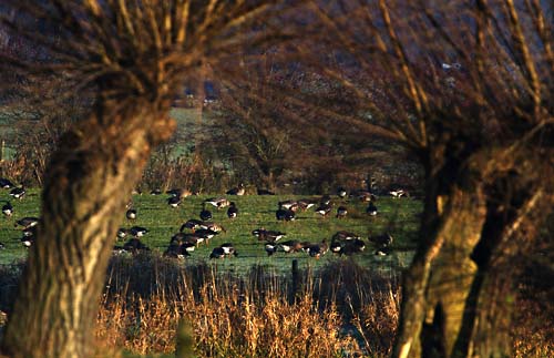 kolganzen2298 Foto van Kolganzen in de Ravenswaarden bij Gorssel
