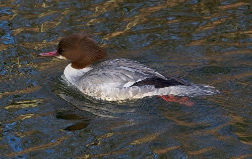 Foto van een Grote Zaagbek
