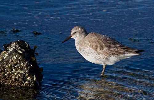 Foto van een Kanoet op de Brouwersdam