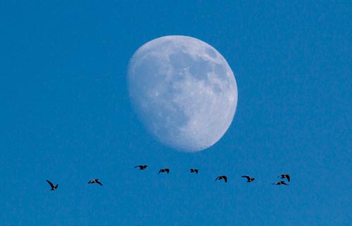 Foto van Brandganzen voor de maan langsvliegend