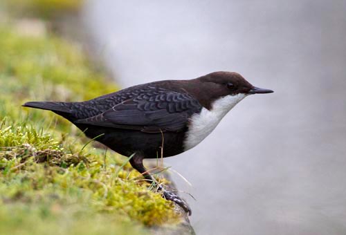 Foto van een Zwartbuikwaterspreeuw