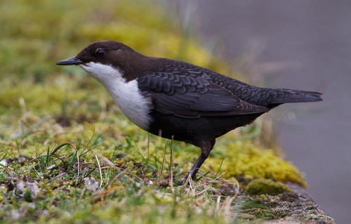 Foto van een Zwartbuikwaterspreeuw