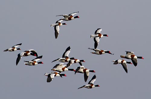 Foto van Bergeenden, Ezumakeeg, Lauwersmeer