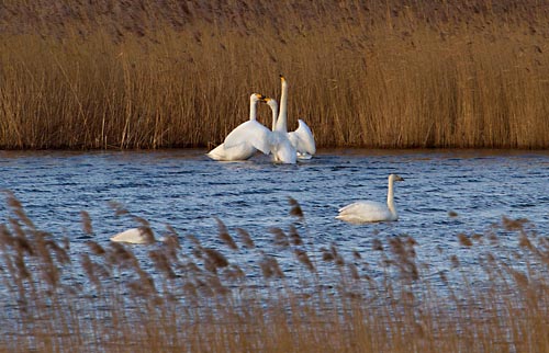 Foto van Wilde Zwanen, Kollumerwaard, Lauwersmeer