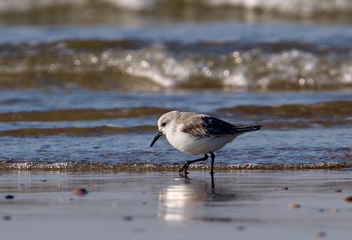 Foto van een Drieteenstrandloper