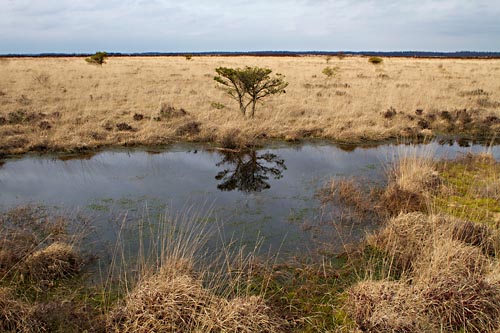 fochteloërveen3880 Foto van het Fochteloërveen