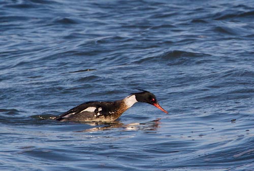 Foto van een Middelste Zaagbek