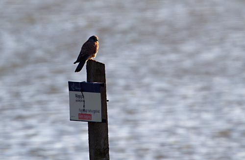 Foto van een Torenvalk