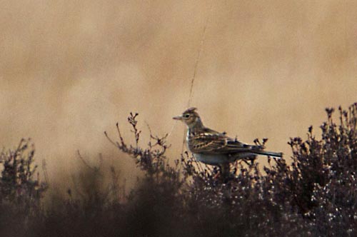 veldleeuwerik3882 Foto van een Veldleeuwerik