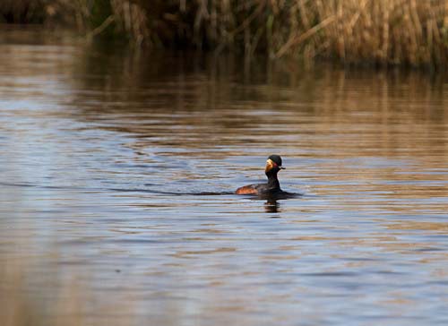 Foto van een Geoorde Fuut, Groene Jonker