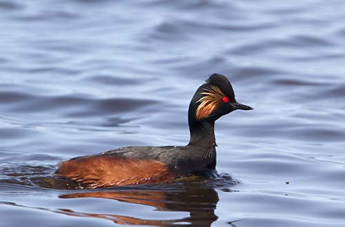 Foto van een Geoorde Fuut, Groene Jonker