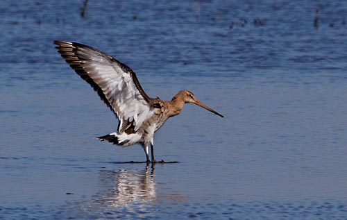 Foto van een Grutto, Eempolder