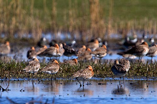 Foto van Gruttos, Eempolder