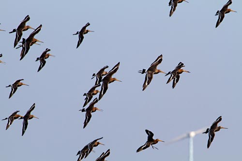Foto van Gruttos, Eempolder