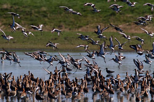 Foto van Gruttos, Eempolder
