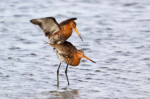 Foto van parende Grutto's, Lauwersmeer