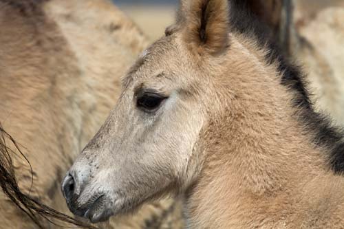 Foto van een veulen van een Konikpaard, Lauwersmeer