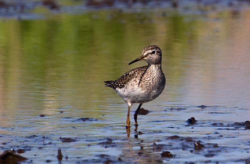 Foto van een Bosruiter, Groene Jonker