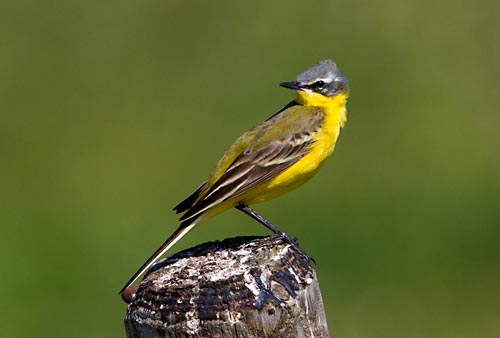 Foto van een Gele Kwikstaart, Polder Eierland