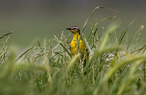 gele_kwikstaart5412 Foto van een Gele Kwikstaart, Ouwerkerk, Schouwen-Duiveland