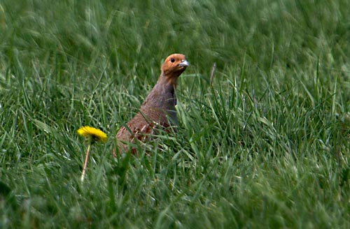 Foto van een Patrijs, Ooijpolder