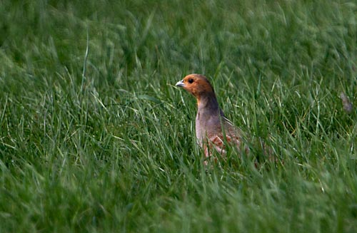 Foto van een Patrijs, Ooijpolder