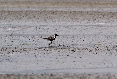 zilverplevier5386 Foto van een Zilverplevier, Sint Philipsland