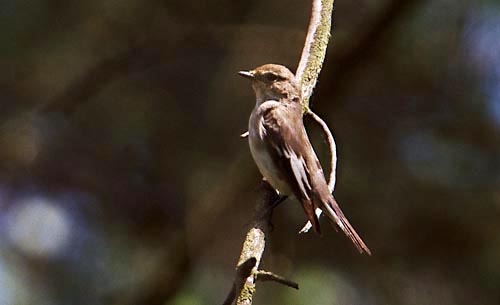 Foto van een Bonte Vliegenvanger