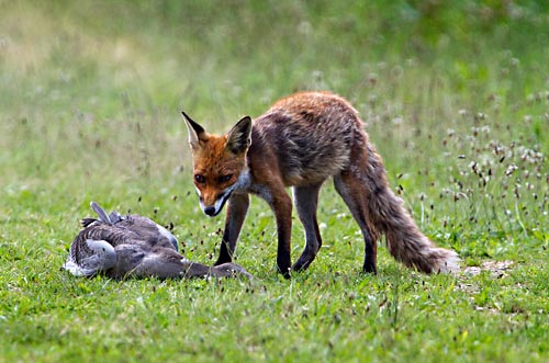 Foto van een vos met een gevangen grauwe gans, Oostvaardersplassen