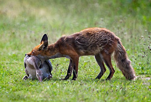 Foto van een vos met een gevangen grauwe gans, Oostvaardersplassen