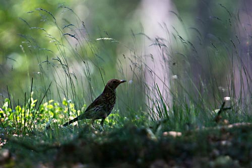 Foto van een Zanglijster