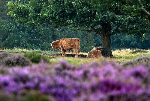 Foto van Schotse Hooglanders, Reestdal