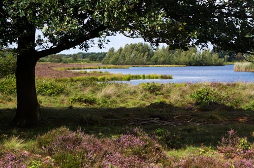 Foto van een Ven bij het Reestdal