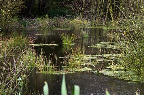 Foto van de Deurnsche Peel