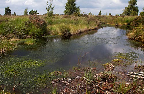 Foto van een poel, Fochteloerveen