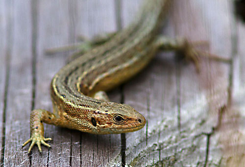 Foto van een Levendbarende Hagedis, Fochteloerveen