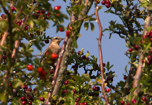 Foto van een Tapuit in de Amerongse Bovenpolder