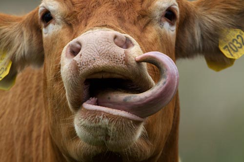 Foto van een Schotse Hooglander, Mariapeel