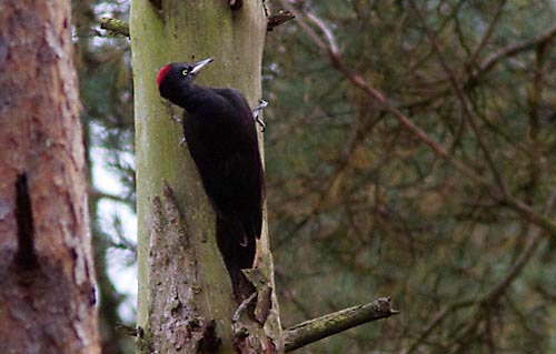 Foto van een Zwarte Specht, Veluwe